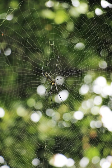 spider spinning a web