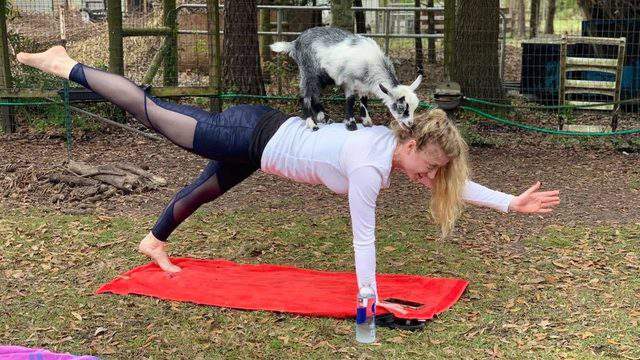 goat yoga